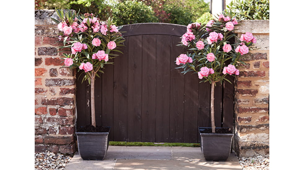 Spruce up your garden with YouGarden Oleanders